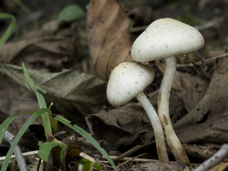 Pholiota gummosa